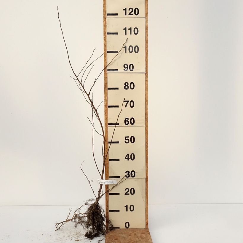 Physocarpus opulifolius Zdechovice - Ninebark Bare root sample as delivered in winter