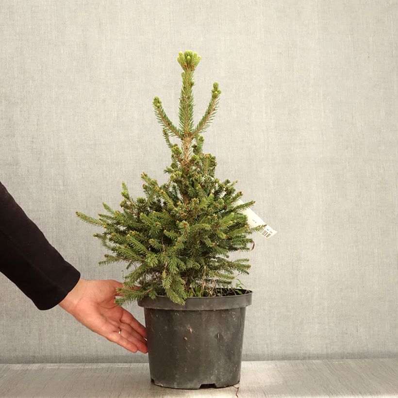 Picea abies Will's Zwerg 7.5L/10L pot sample as delivered in autumn