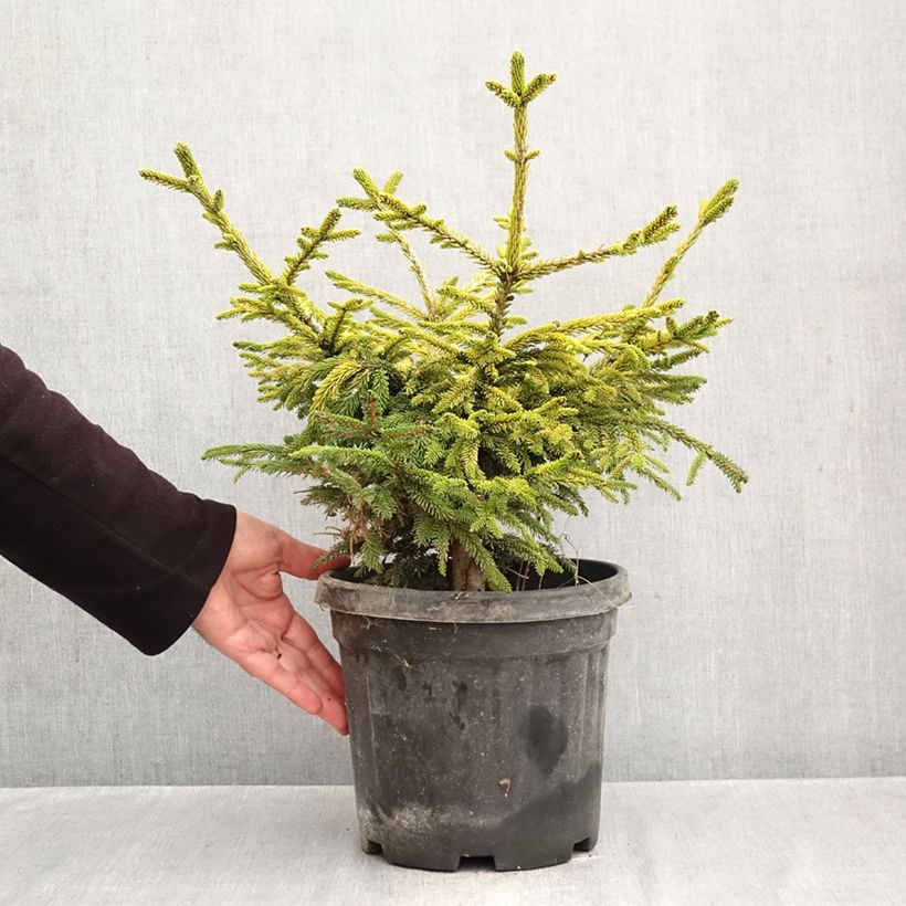 Picea orientalis Barnes - Caucasian Spruce 3L/4L pot sample as delivered in autumn