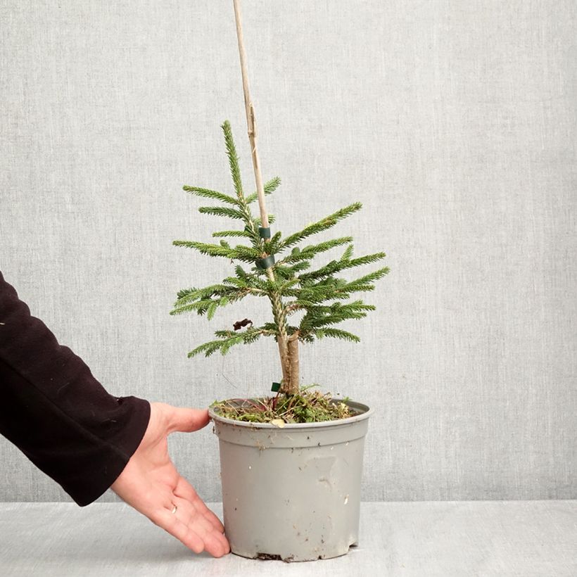 Picea orientalis Summergold - Caucasian Spruce 3L/4L pot sample as delivered in autumn