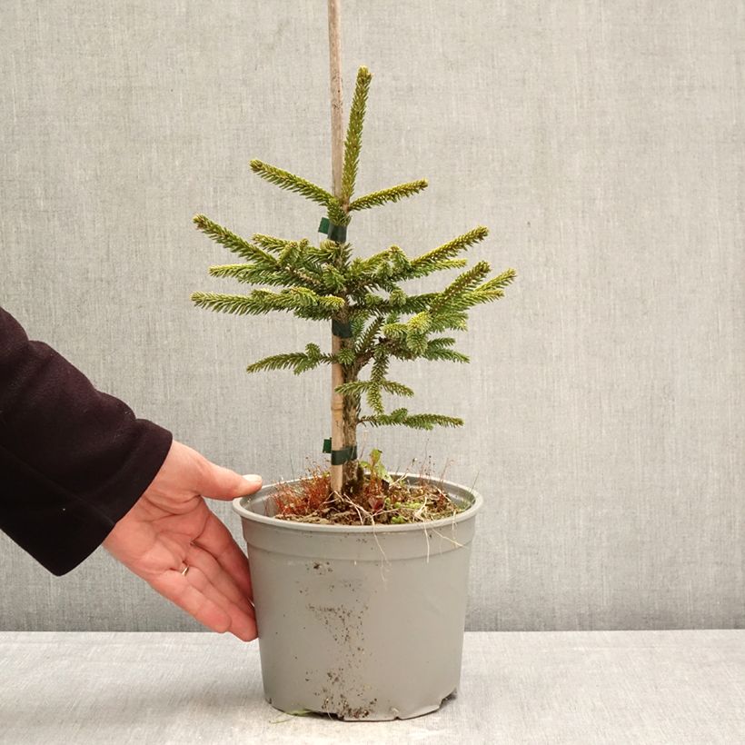 Picea orientalis Summergold - Caucasian Spruce 3L/4L pot sample as delivered in spring