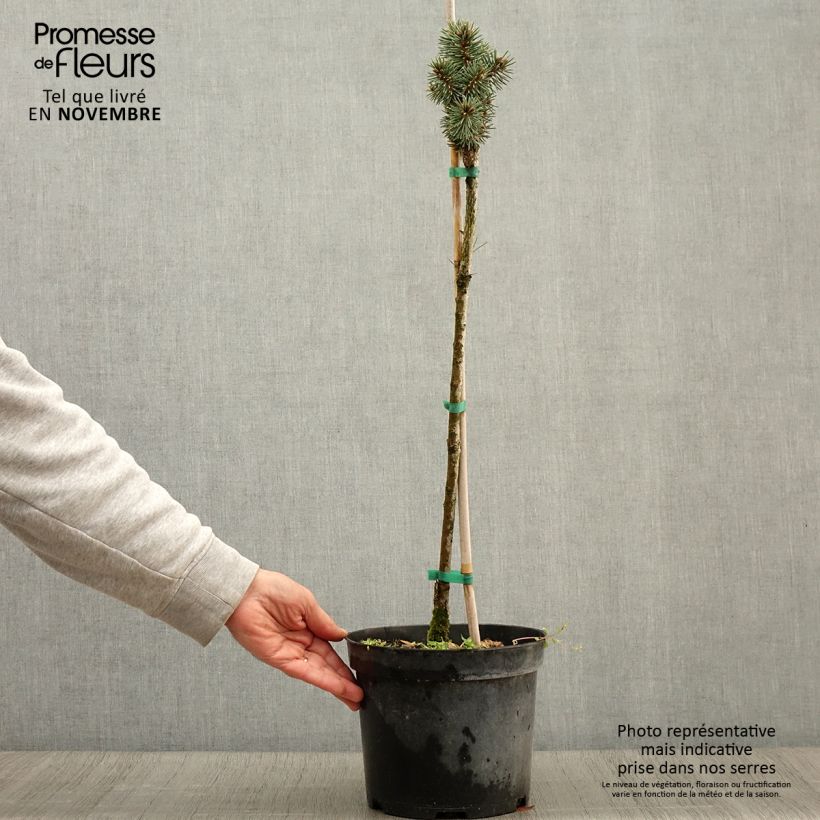 Picea pungens Brynek - Blue Spruce 4L/5L pot sample as delivered in autumn
