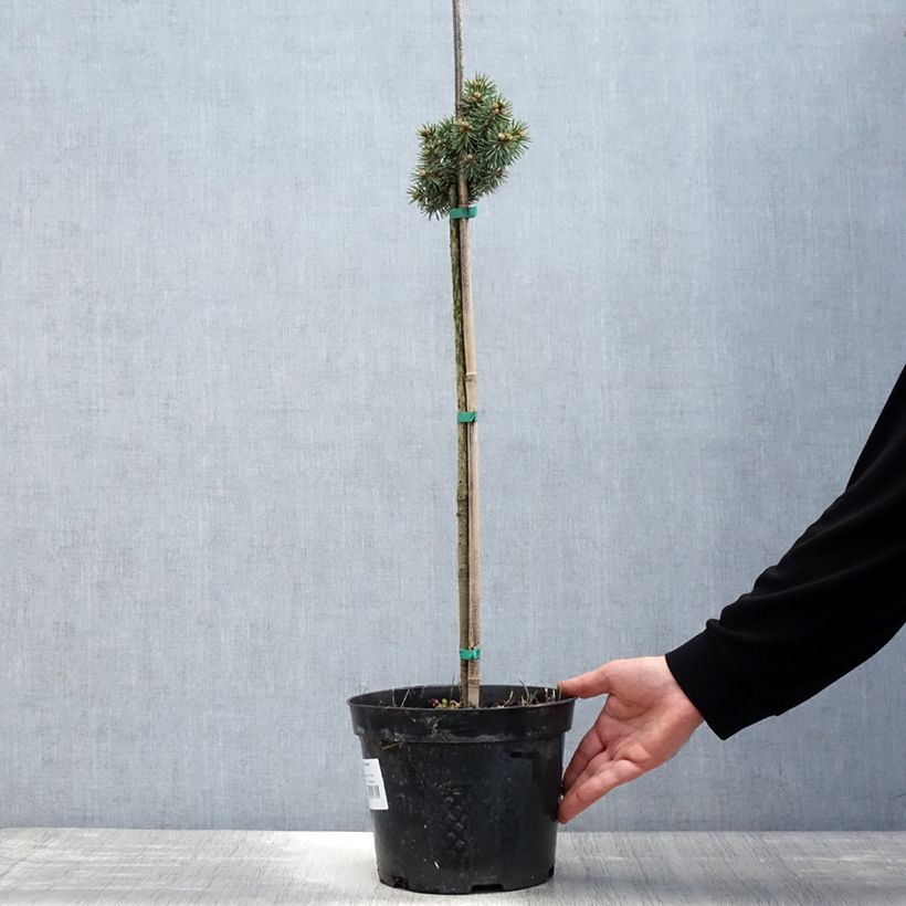 Picea pungens Brynek - Blue Spruce 4L/5L pot, Standard sample as delivered in spring