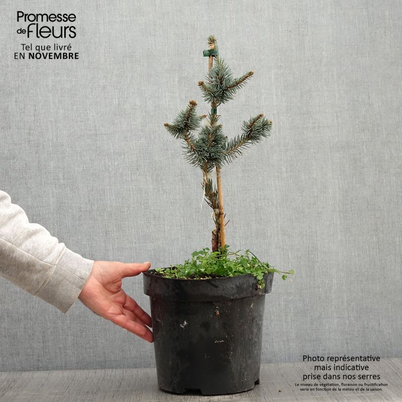 Picea pungens Iseli Foxtail - Blue Spruce 3L/4L pot sample as delivered in autumn