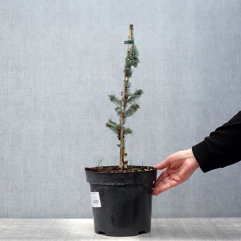 Picea pungens Iseli Foxtail - Blue Spruce 3L/4L pot sample as delivered in spring