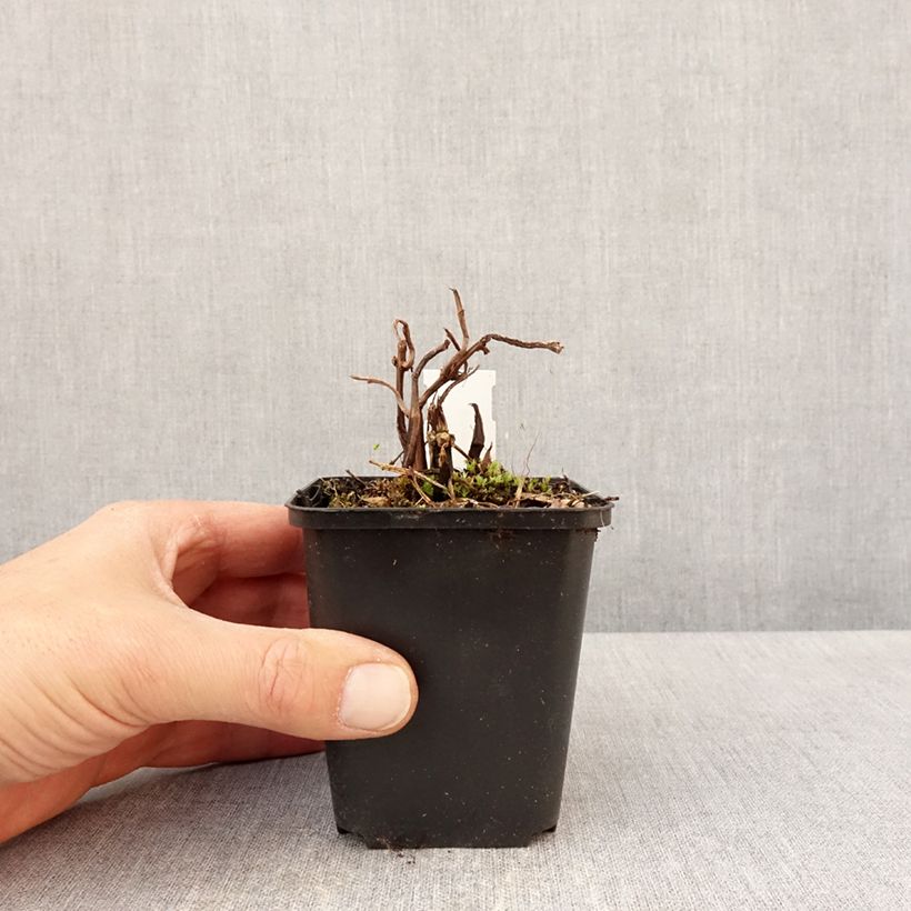 Pilea matsudai Taiwan Silver 8/9 cm pot sample as delivered in spring