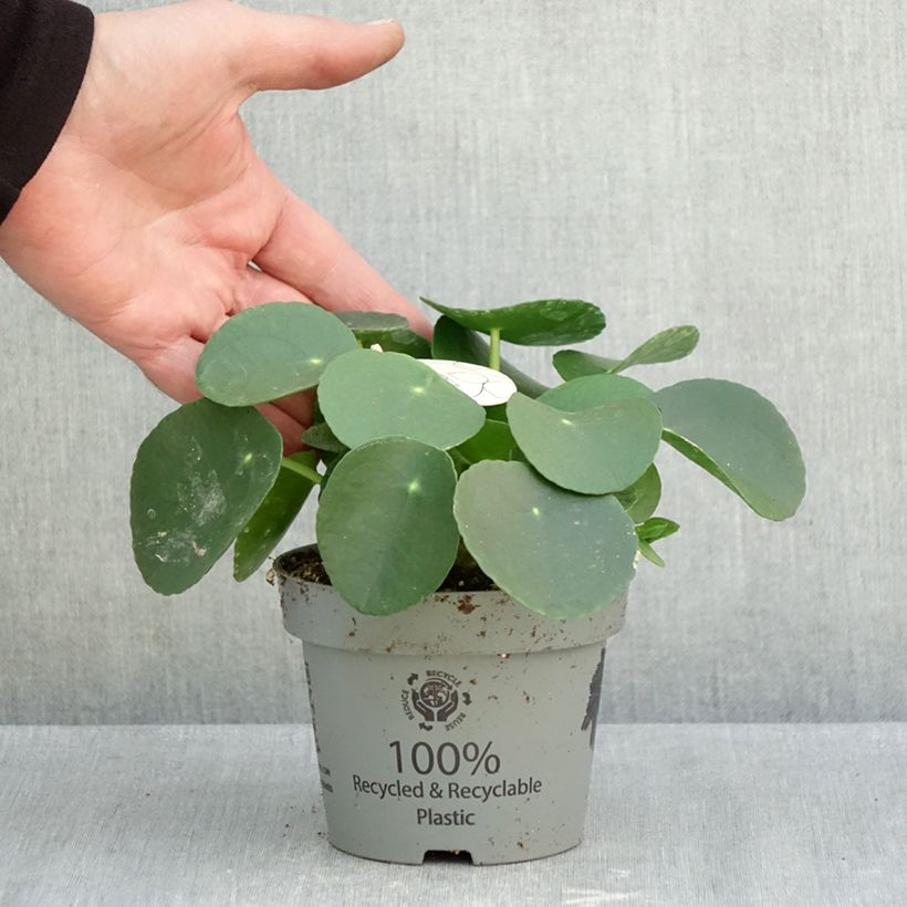 Chinese money plant - Pilea peperomioides 12cm pot sample as delivered in autumn