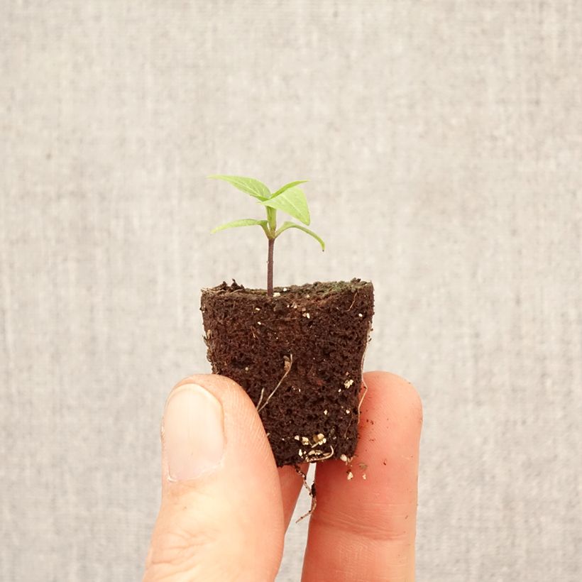Capsicum frutescens Button Red - Biquinho chilli Plug plant 3/4cm sample as delivered in spring