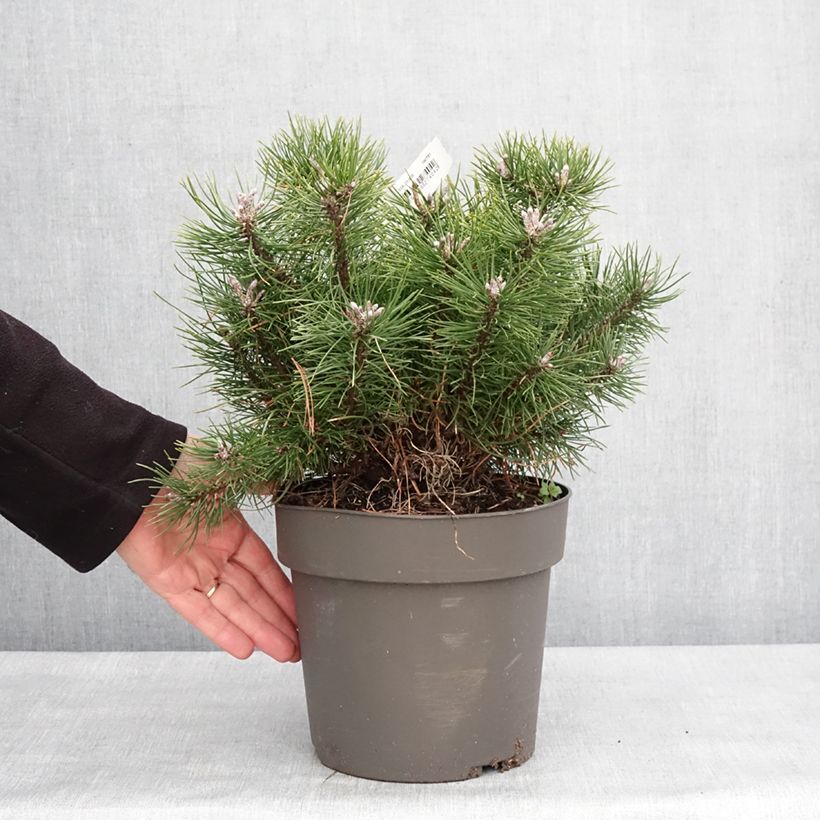 Pinus mugo subsp. uncinata - Dwarf Mountain Pine Each sample as delivered in winter