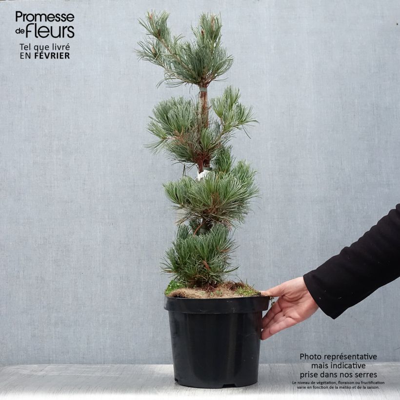 Pinus parviflora Tempelhof - Japanese White Pine 7.5L/10L pot sample as delivered in winter