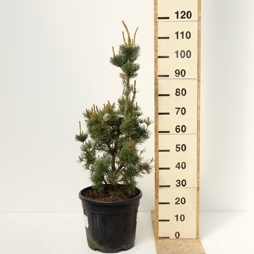 Pinus parviflora Iribune - Japanese white pine 18L/20L pot sample as delivered in spring