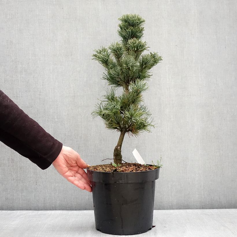 Pinus parviflora Bergman - Japanese White Pine 7.5L/10L pot sample as delivered in winter