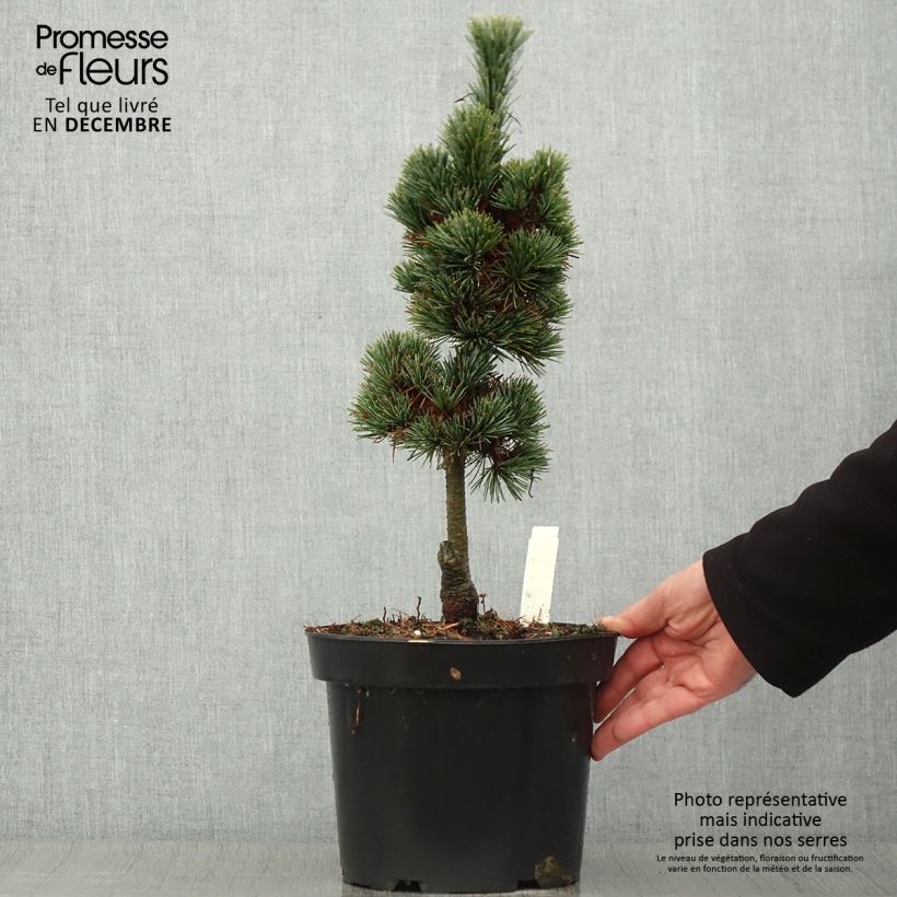 Pinus cembra Compacta Glauca - Arolla Pine 4L/5L pot sample as delivered in autumn