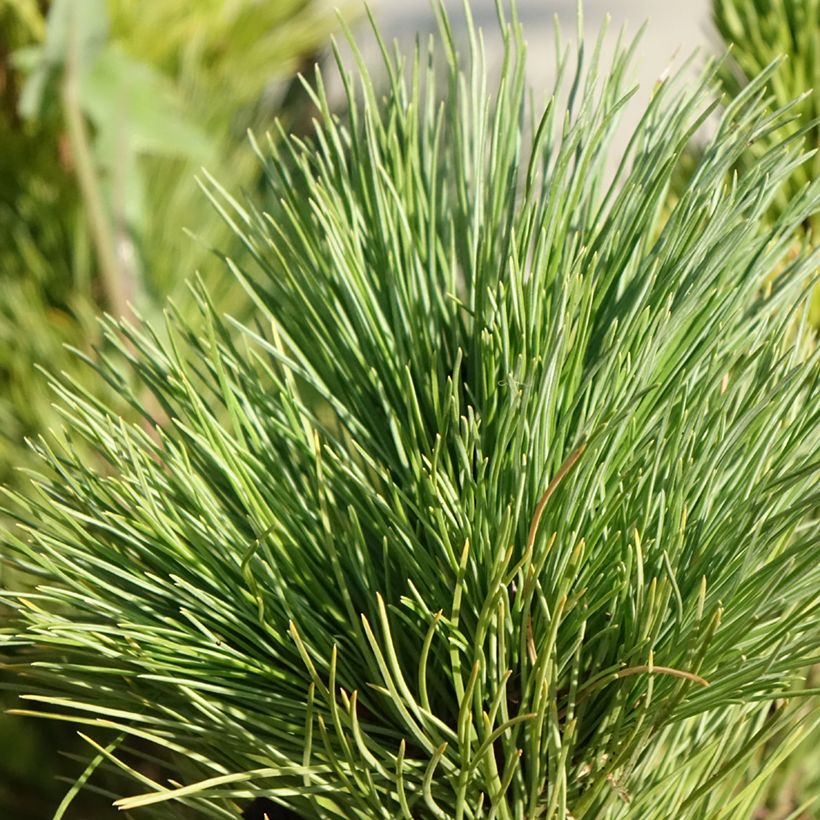 Pinus cembra - Swiss stone pine (Foliage)