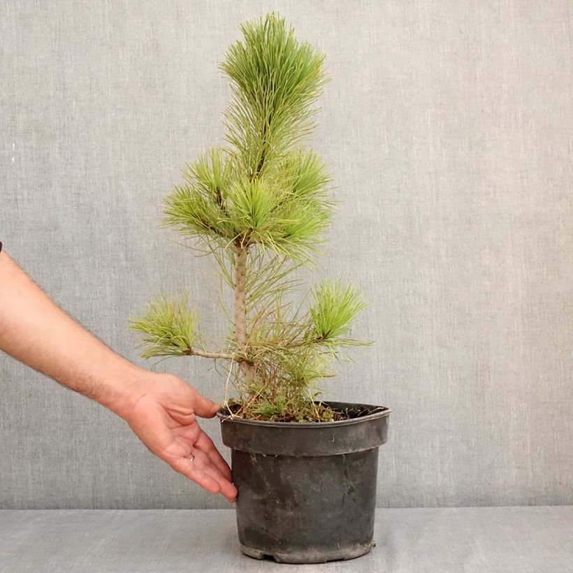 Pinus cembra - Arolla pine, Swiss stone pine 3L/4L pot sample as delivered in summer