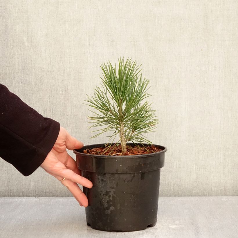 Pinus cembra -  Swiss stone pine 3L/4L pot sample as delivered in winter