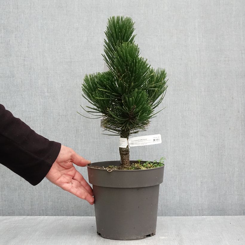 Pinus heldreichii Little Dracula - Bosnian Pine 4L/5L pot sample as delivered in autumn