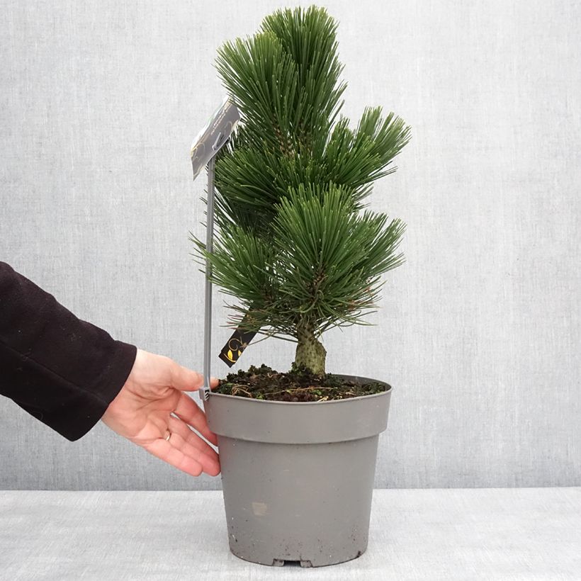 Pinus heldreichii Little Dracula - Bosnian Pine 4L/5L pot sample as delivered in winter