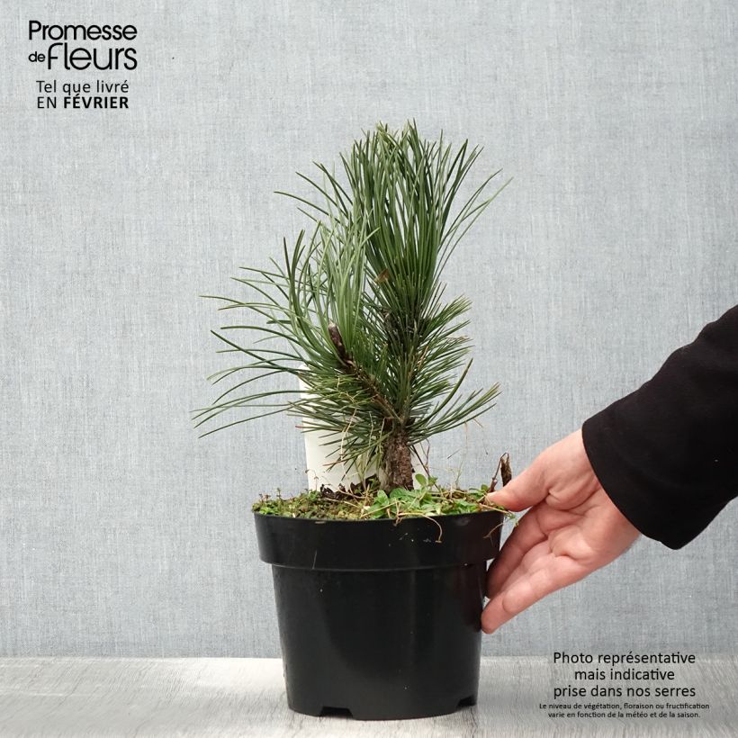 Pinus heldreichii Malinkii - Bosnian Pine 2L/3L pot sample as delivered in winter
