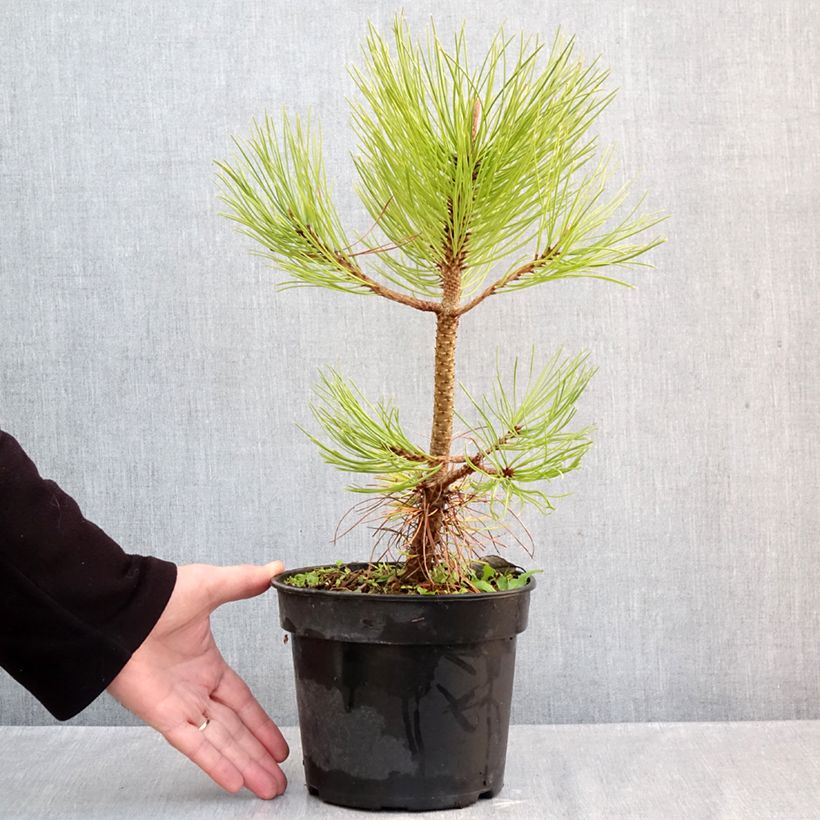 Pinus jeffreyi - Jeffrey's pine 3L/4L pot sample as delivered in autumn