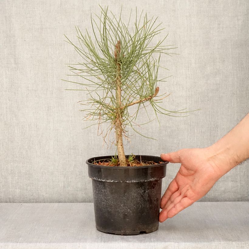 Pinus jeffreyi - Jeffrey's pine 3L/4L pot sample as delivered in spring