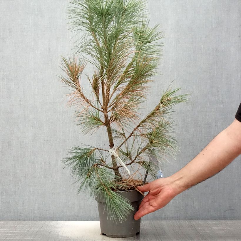 Pinus wallichiana Densa Hill - Bhutan Pine 3L/4L pot sample as delivered in spring