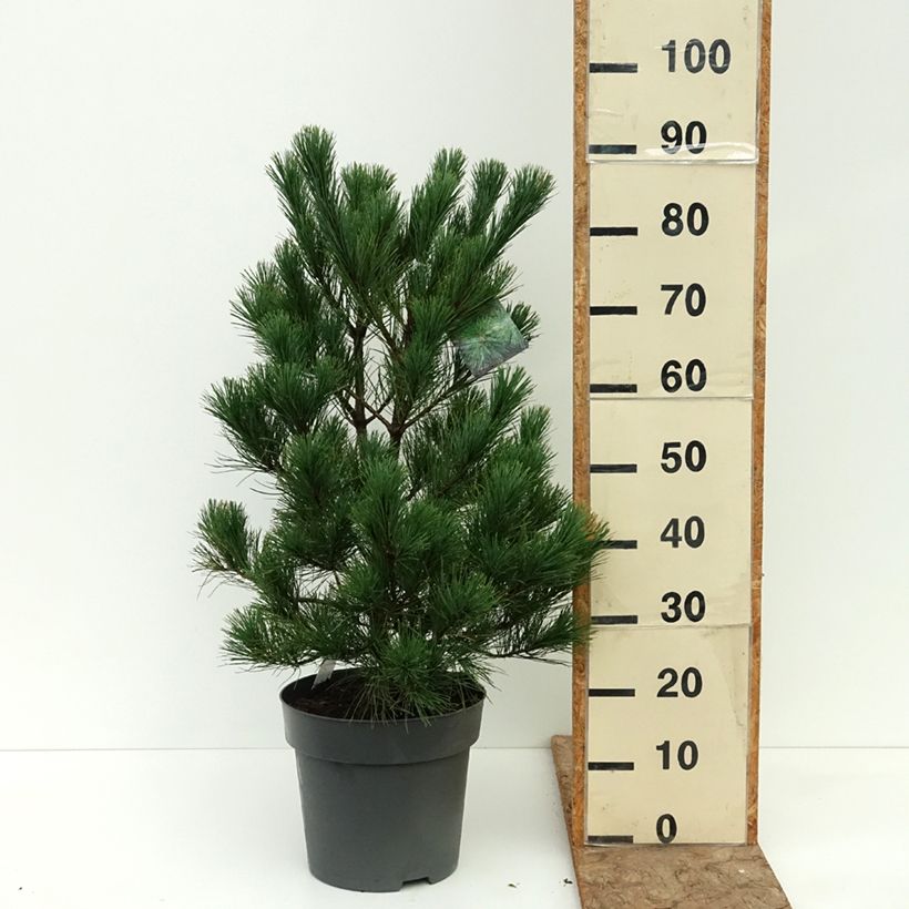Pinus peuce - Macedonian Pine 7.5L/10L pot sample as delivered in summer