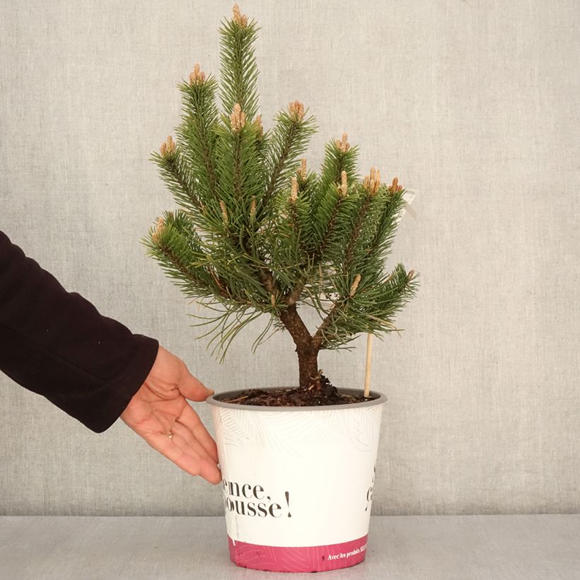 Pinus mugo Gnom - Dwarf Mountain Pine 2L/3L pot sample as delivered in spring