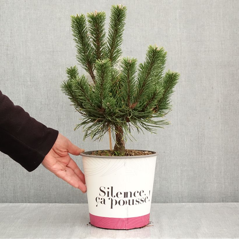 Pinus mugo Gnom - Dwarf Mountain Pine 2L/3L pot sample as delivered in autumn