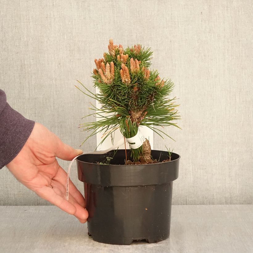 Pinus mugo Heideperle - Dwarf Mountain Pine 2L/3L pot sample as delivered in spring