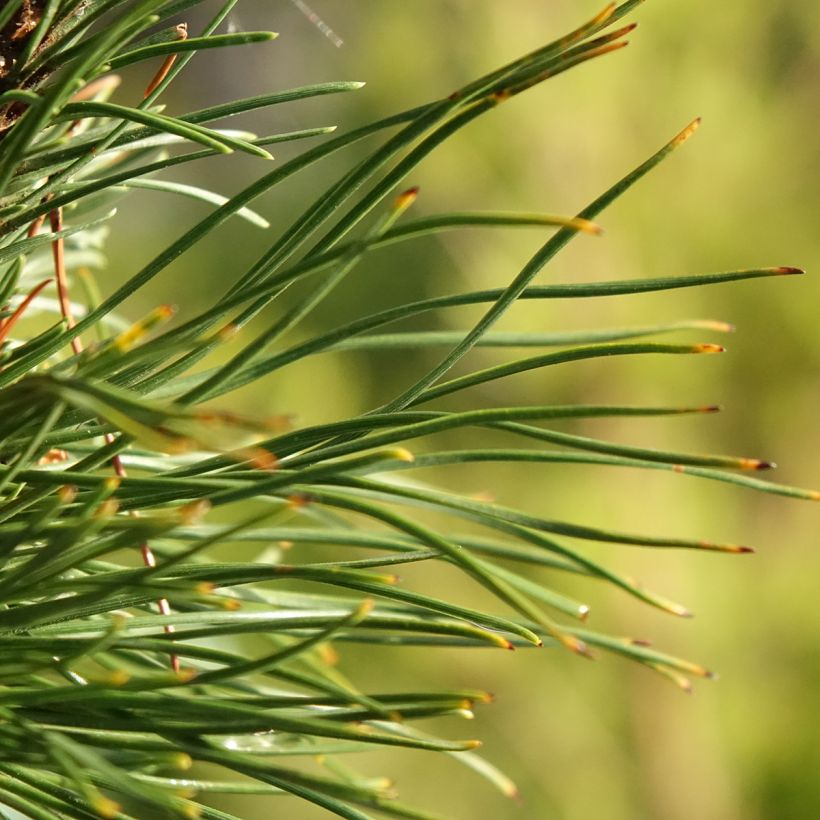 Pinus mugo Heideperle - Dwarf Mountain Pine (Foliage)