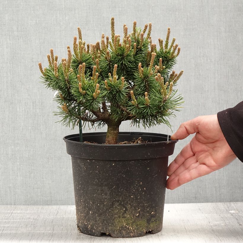 Pinus mugo Lilliput - Dwarf Mountain Pine 4L/5L pot sample as delivered in spring
