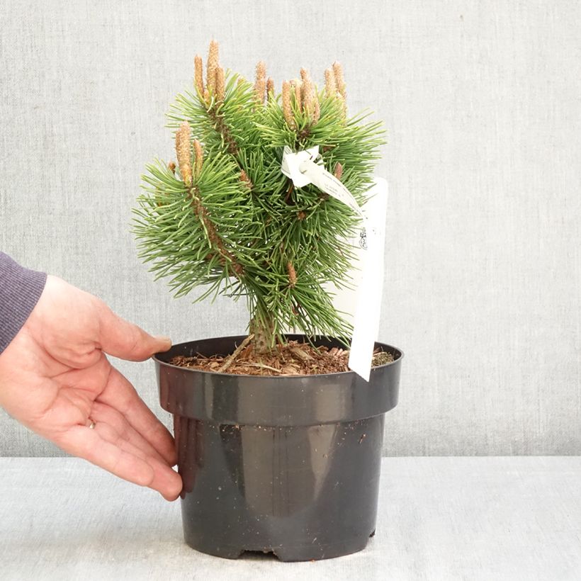 Pinus mugo Mumpitz - Dwarf Mountain Pine 2L/3L pot sample as delivered in spring