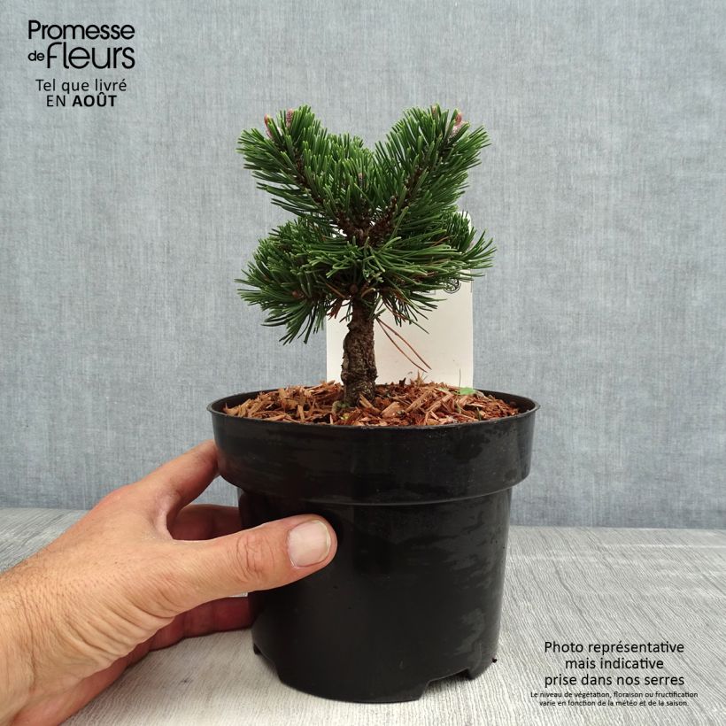 Pinus mugo Sherwood Compact - Dwarf Mountain Pine 2L/3L pot sample as delivered in summer