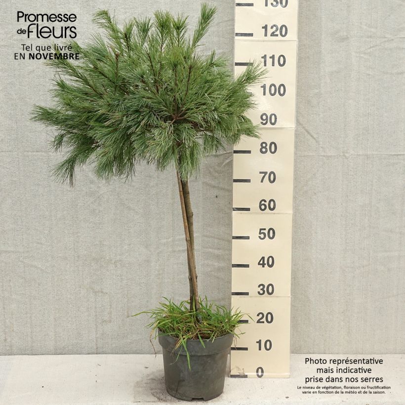 Pinus strobus Mary Butler - Eastern White Pine 7.5L/10L pot sample as delivered in autumn