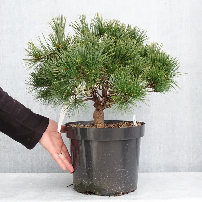 Dwarf Weymouth Pine - Pinus strobus Minuta 7.5L/10L pot sample as delivered in winter