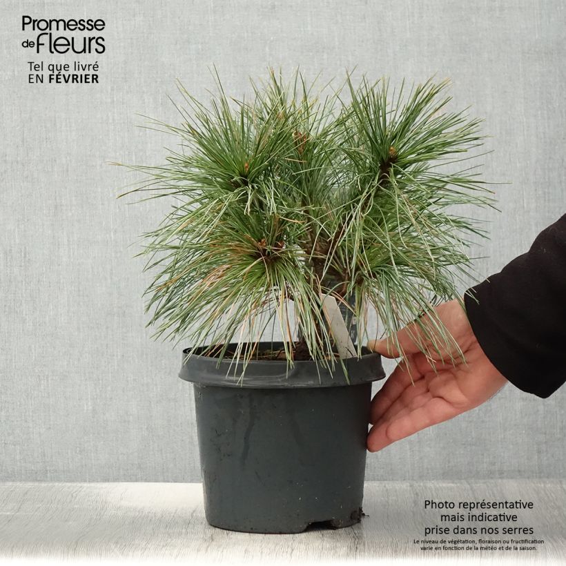 Pinus strobus Radiata - Eastern White Pine 3L/4L pot sample as delivered in winter