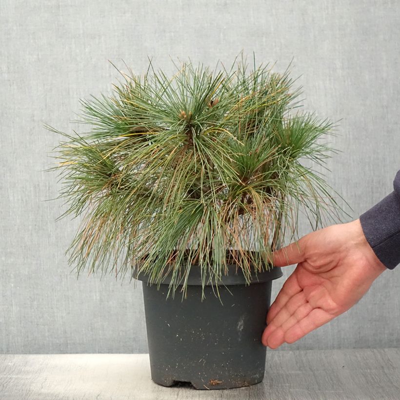 Pinus strobus Radiata - Eastern White Pine 3L/4L pot sample as delivered in spring