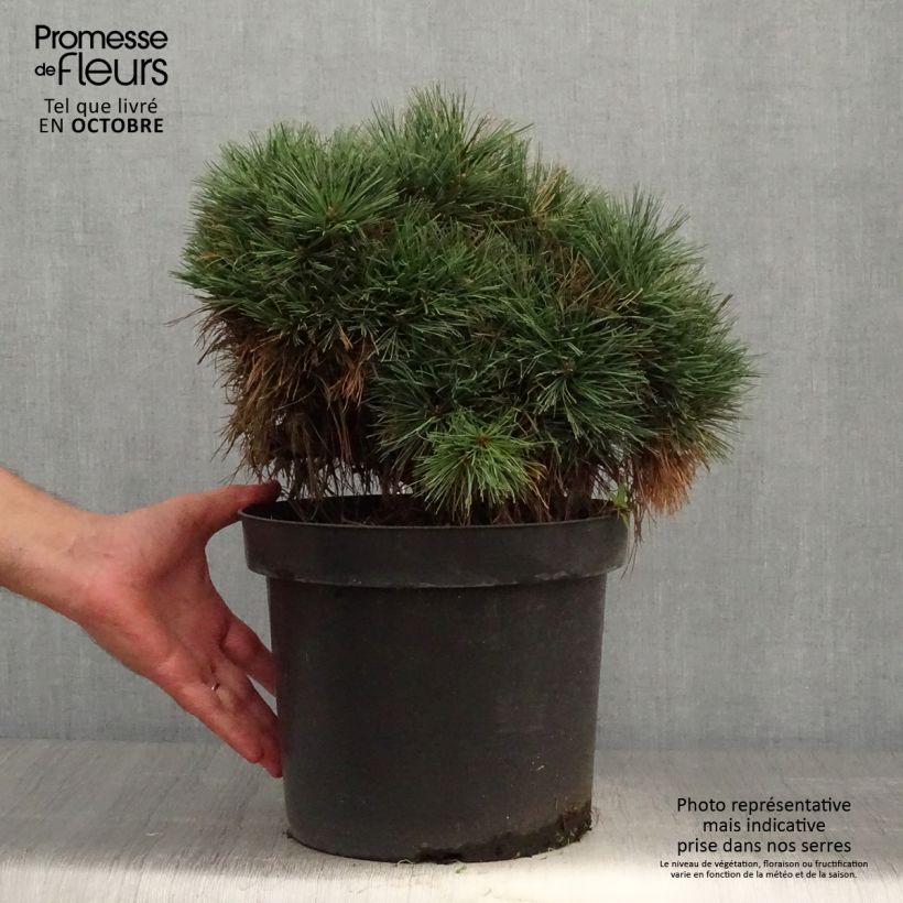 Pinus strobus Ontario - Eastern White Pine 7.5L/10L pot sample as delivered in autumn