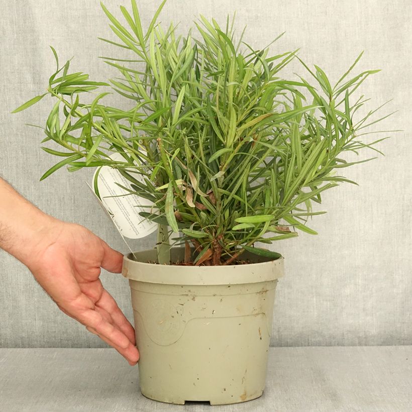 Podocarpus macrophyllus Mood Ring - Buddhist pine 3L/4L pot sample as delivered in summer
