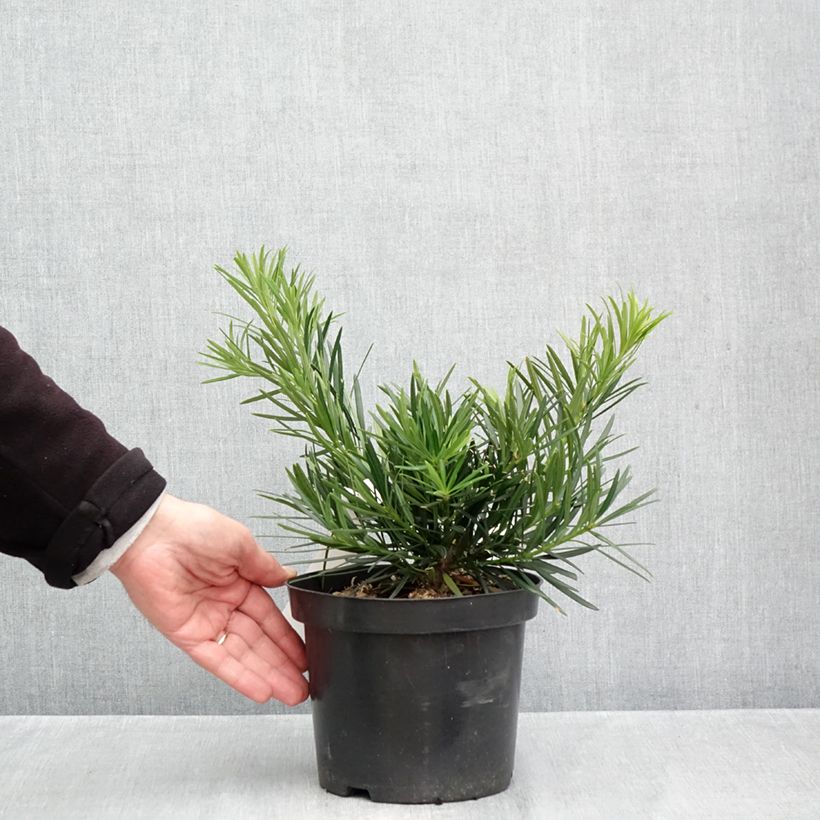 Podocarpus macrophyllus 2L/3L pot sample as delivered in autumn