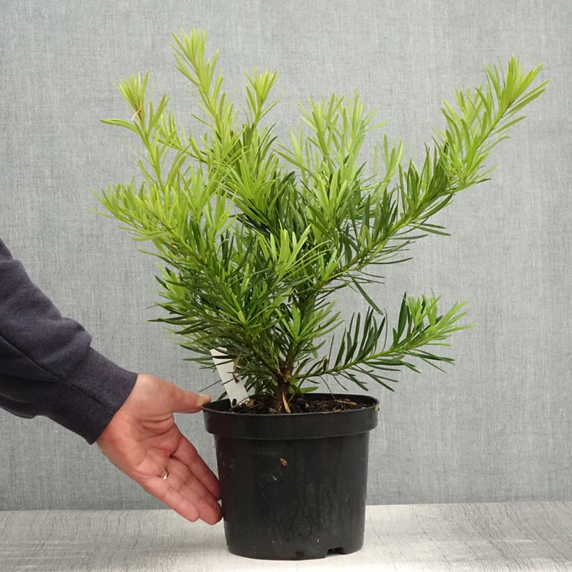 Podocarpus macrophyllus 2L/3L pot sample as delivered in summer