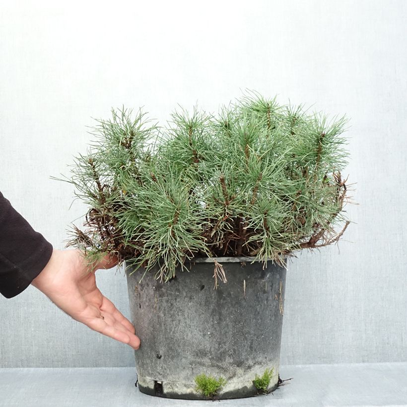 Pinus mugo subsp. mugo - Dwarf Mountain Pine 7.5L/10L pot sample as delivered in autumn