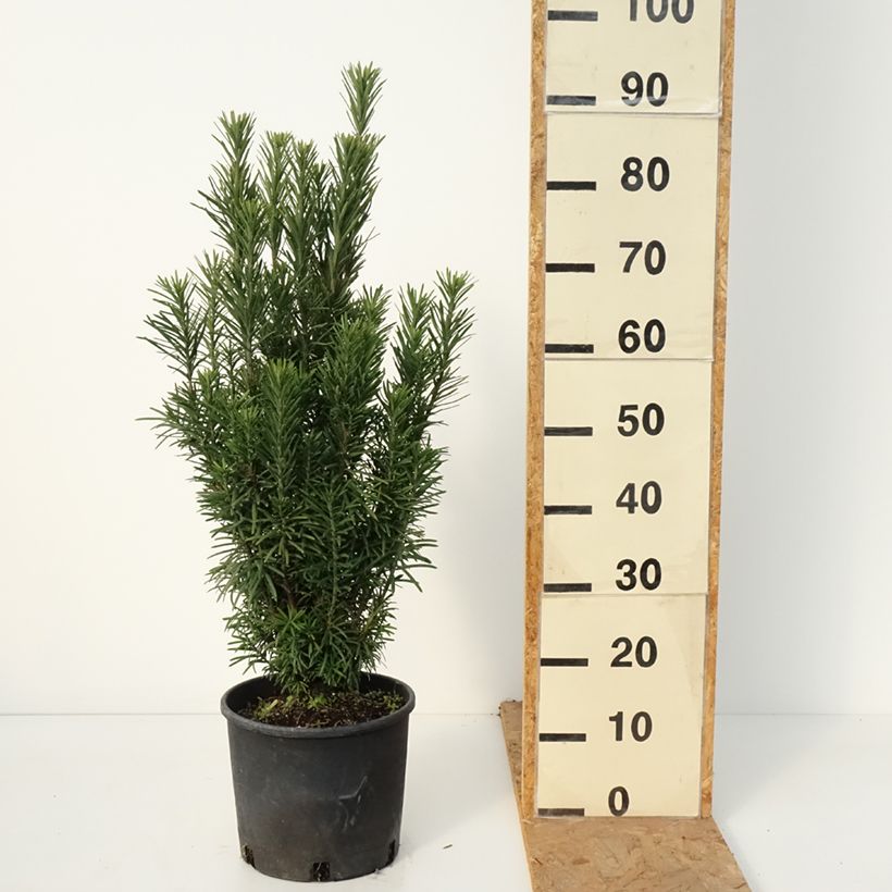 Cephalotaxus harringtonia Fastigiata 7.5L/10L pot sample as delivered in autumn