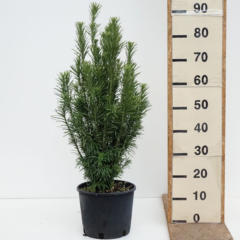 Cephalotaxus harringtonia Fastigiata 7.5L/10L pot sample as delivered in spring