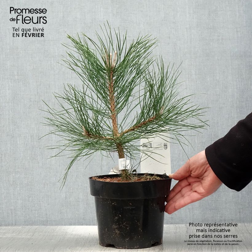 Austrian black pine - Pinus nigra nigra 2L/3L pot sample as delivered in winter