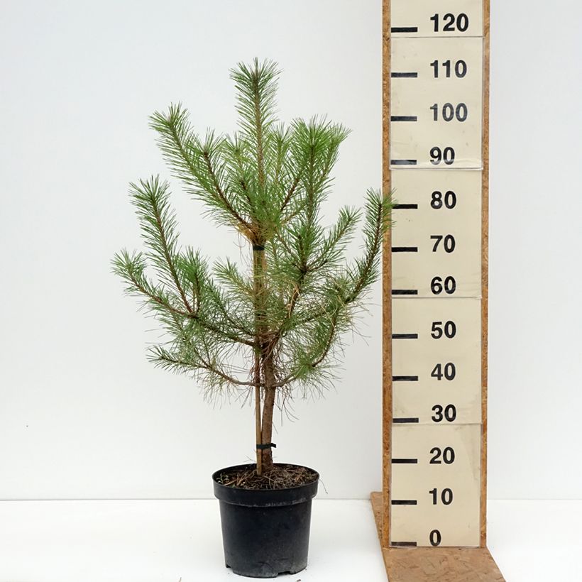 Austrian black pine - Pinus nigra nigra 7.5L/10L pot sample as delivered in autumn
