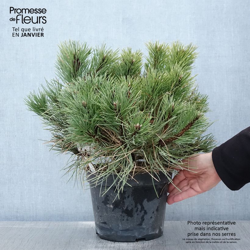 Dwarf Black Pine - Pinus nigra Nana 7.5L/10L pot sample as delivered in winter