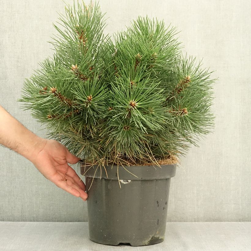 Dwarf Black Pine - Pinus nigra Nana 7.5L/10L pot sample as delivered in summer