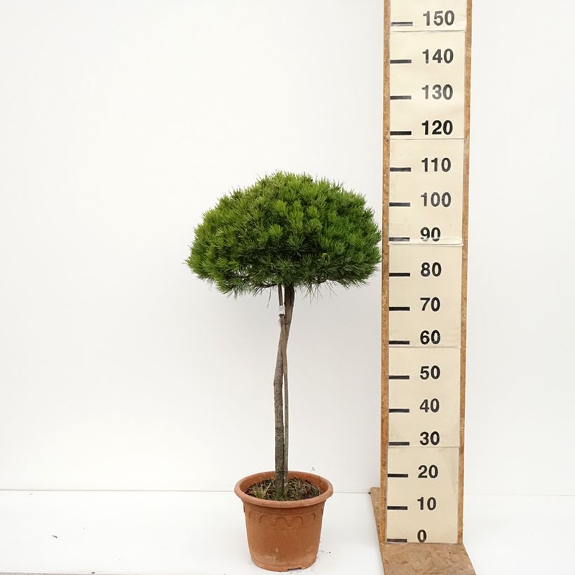 Black pine - Pinus nigra Marie Brégeon 7.5L/10L pot, Half standard sample as delivered in autumn